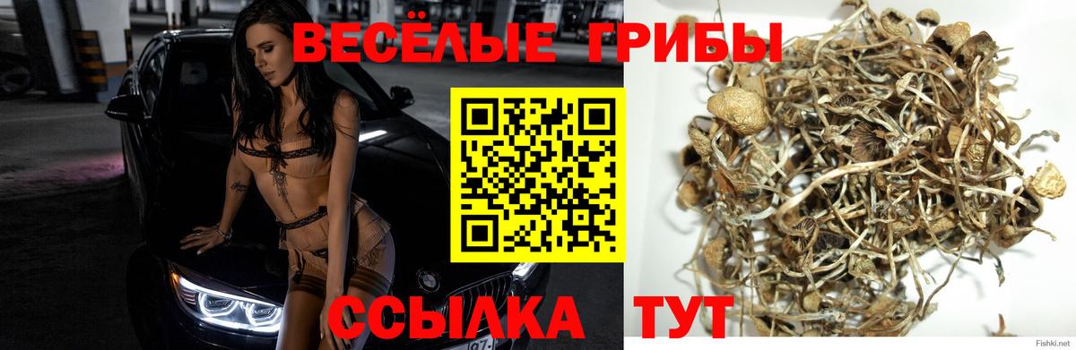 Галлюциногенные грибы MAGIC MUSHROOMS Гусиноозёрск